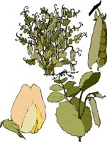 MA01041A.WMF
