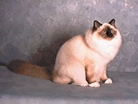 BIRMAN.GIF