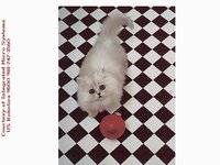 CATIMS.GIF