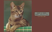 CATS1.GIF