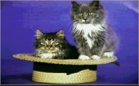 CATS10.GIF