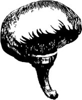 CC000531.WMF