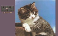 CATS3.GIF