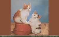 CATS5.GIF
