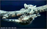 CATS7.GIF