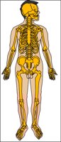 BONES.WMF