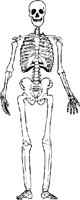 BONE082.WMF