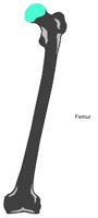 BONE076.WMF