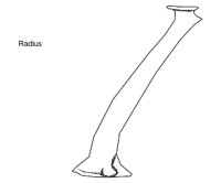BONE068.WMF