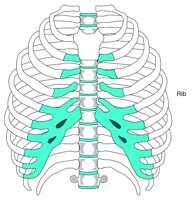 BONE067.WMF
