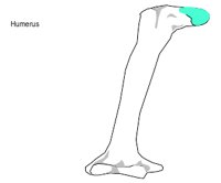 BONE065.WMF