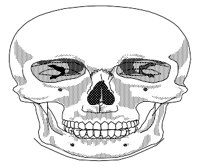 BONE059.WMF