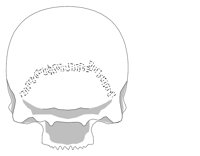 BONE056.WMF