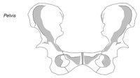 BONE055.WMF