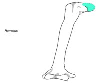 BONE053.WMF