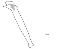 BONE052.WMF