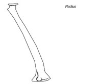 BONE051.WMF