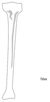 BONE049.WMF