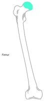 BONE047.WMF