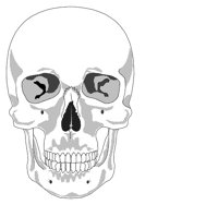BONE041.WMF