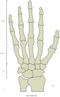 BONE040.WMF