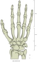BONE039.WMF