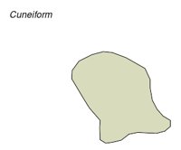 BONE038.WMF