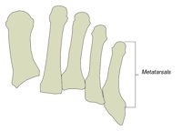 BONE033.WMF
