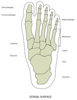 BONE028.WMF