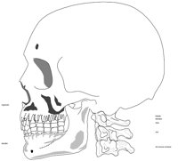 BONE023.WMF