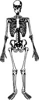 BONE015.WMF