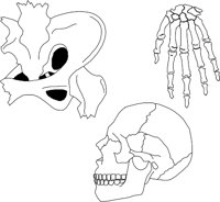 BONE003.WMF