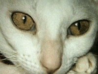 EYESS.GIF