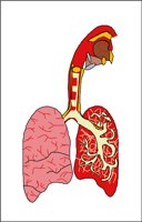 LUNG.WMF