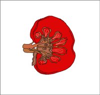 KIDNEY.WMF