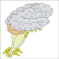 BRAIN1.WMF