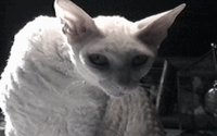 HELP02.GIF