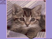 KITTEN1.GIF