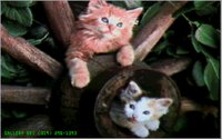KITTENS2.GIF