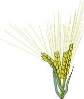 BARLEY.WMF
