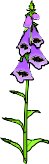 FOXGLOVE.WMF
