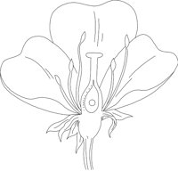 FLWRN018.WMF
