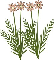 FLOWERS5.WMF