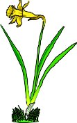 Daffodl1.wmf