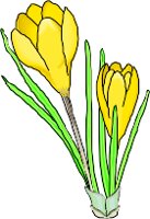 Crocus1.wmf