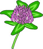 CLOVER.WMF