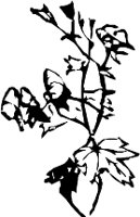 CC003956.WMF