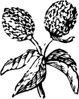CC003951.WMF