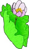 BLOODROO.WMF