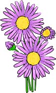 Aster1.wmf